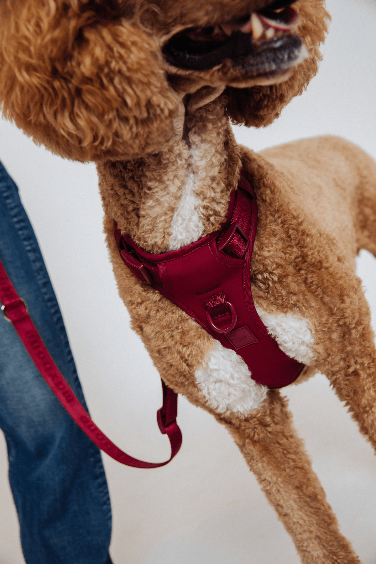 Go! With Ease Leash Bundle