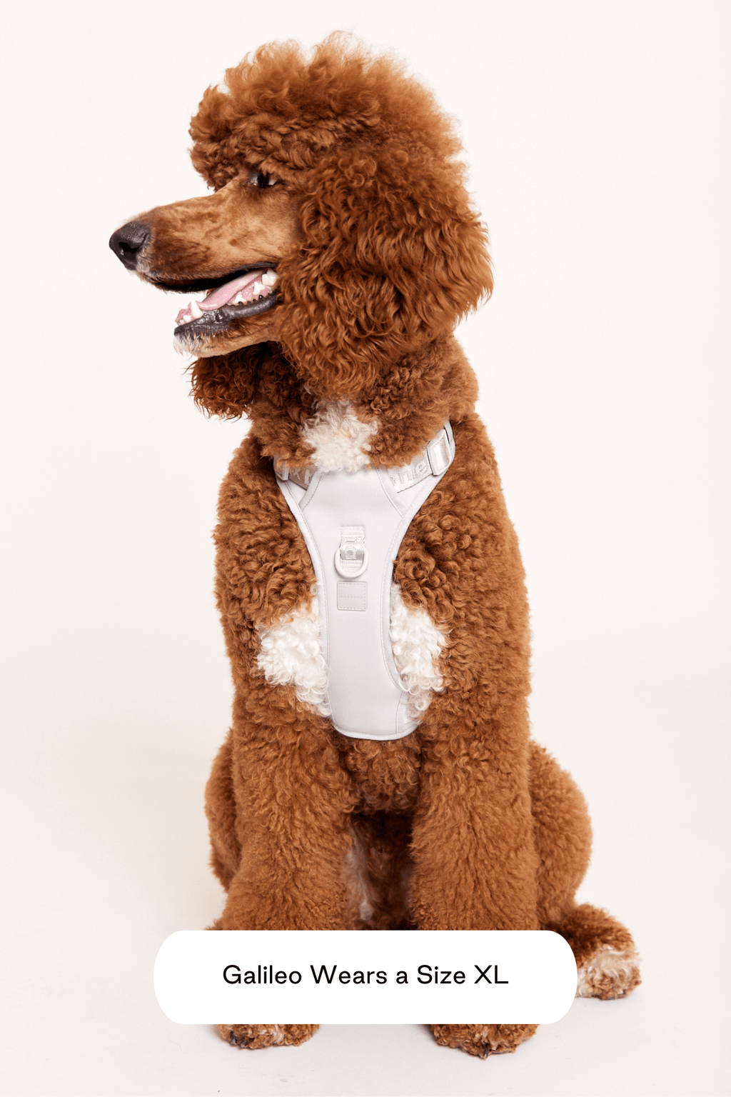 Go! With Ease Leash Bundle