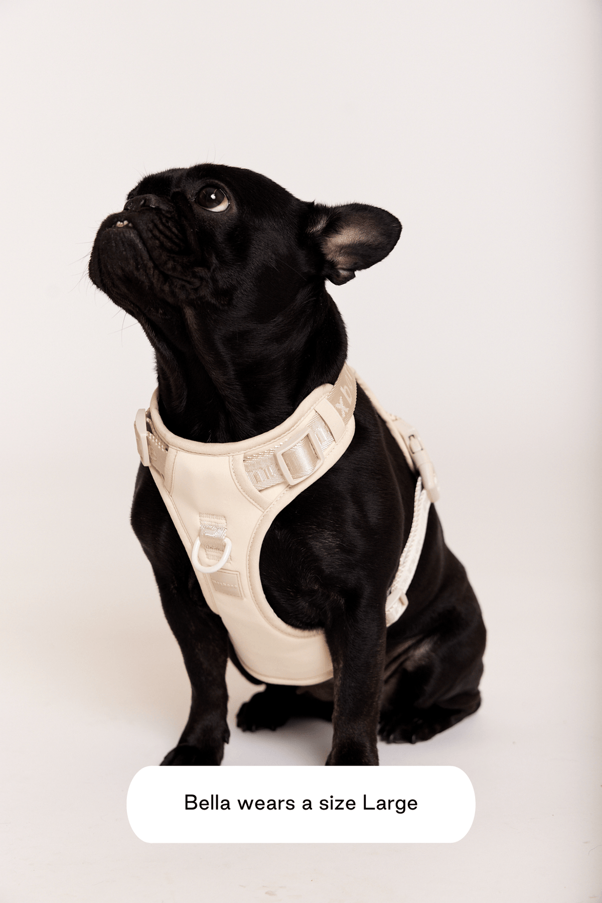 Go! With Ease Leash Bundle