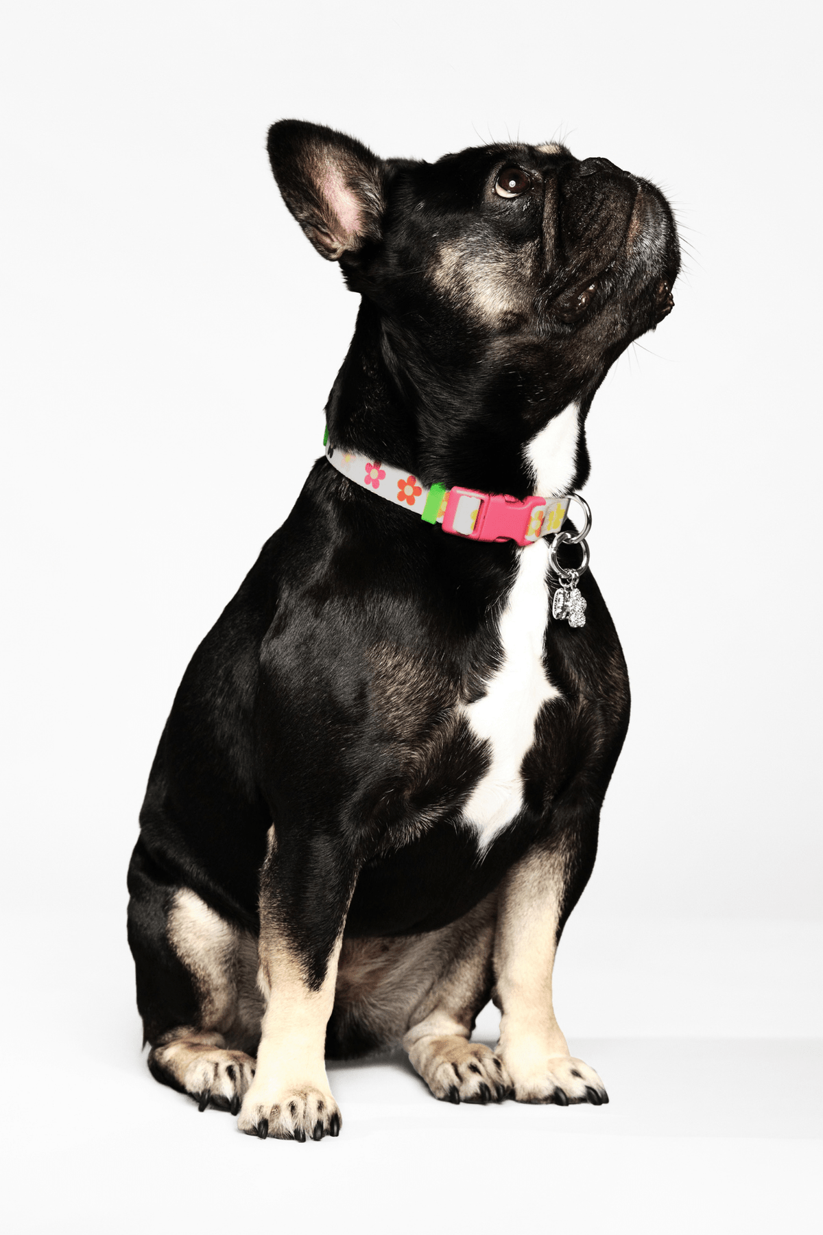 Marc Jacobs x maxbone Daisy Collar
